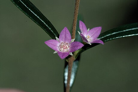 Boronia excelsa