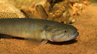 <i>Bostrychus</i> Genus of fishes