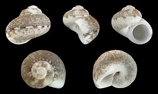 <i>Bothropoma pilula</i> species of mollusc