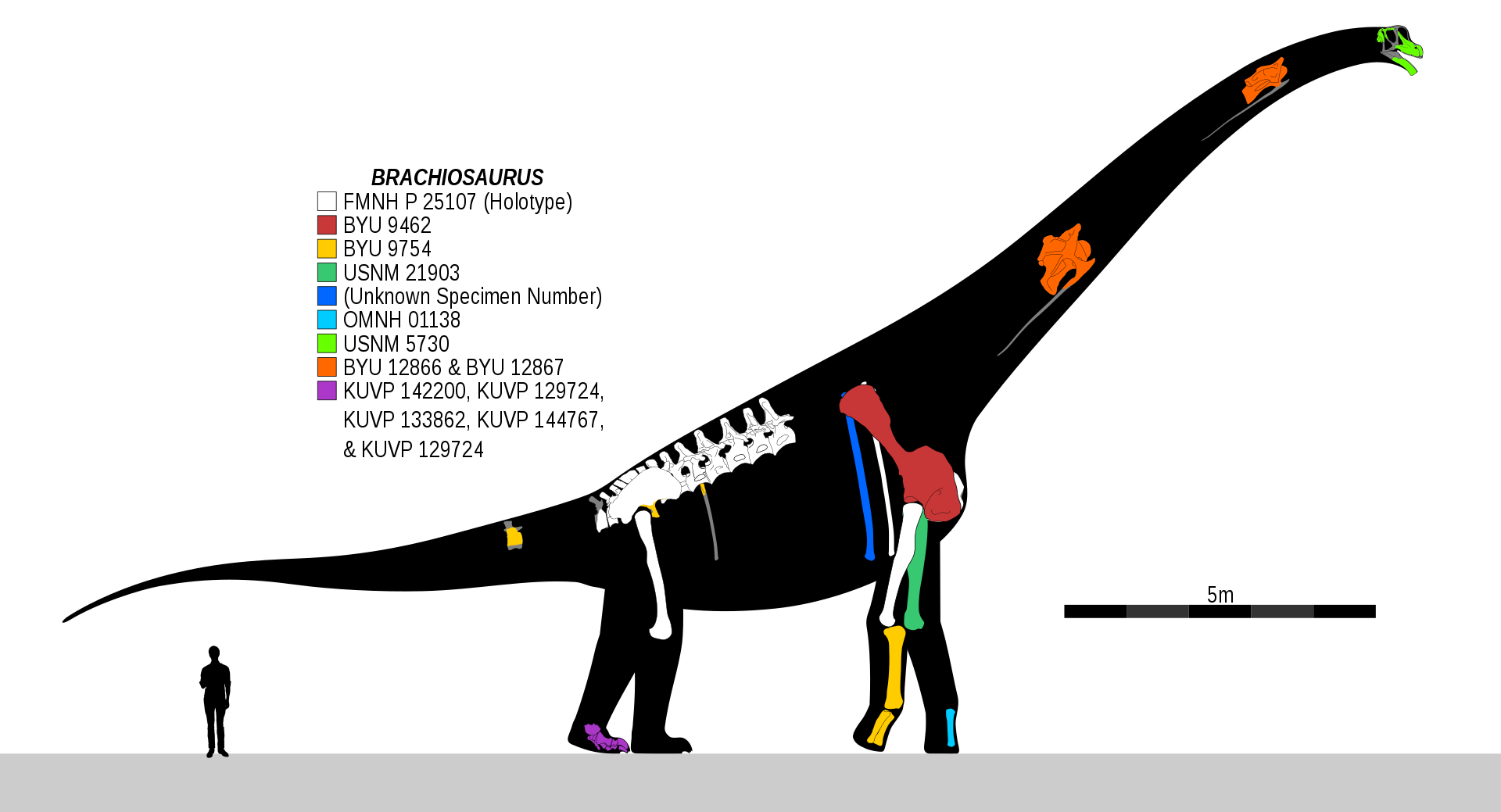 Brachiosaurus holotype