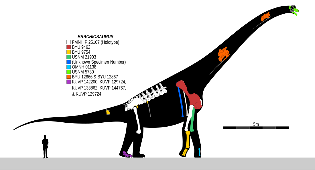 File:Brachiosaurus Composite Skeletal.svg