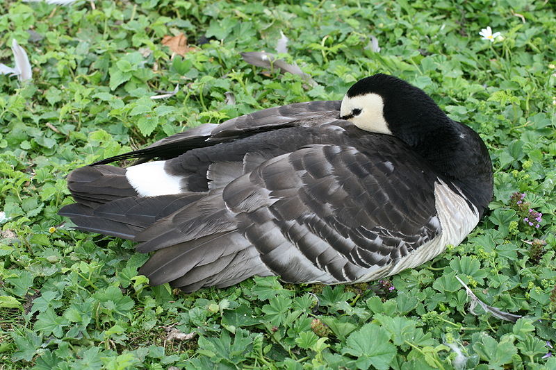 File:Branta leucopsis Djurgarden2.JPG