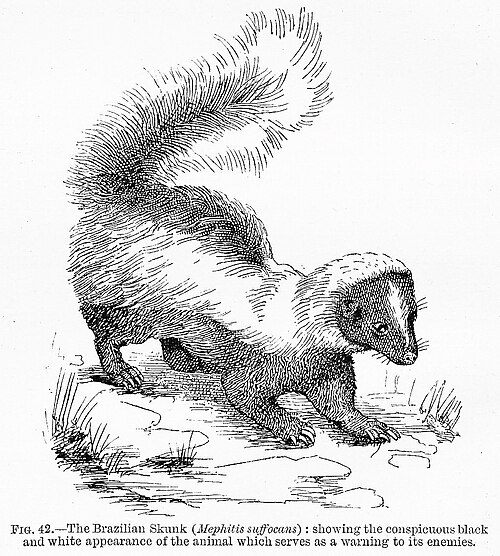 Warning coloration of the skunk in Edward Bagnall Poulton's The Colours of Animals, 1890