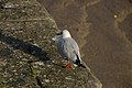 2014-01-10 A seagull by Bathurst Basin.