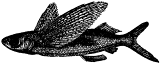 Ornamented flying fish