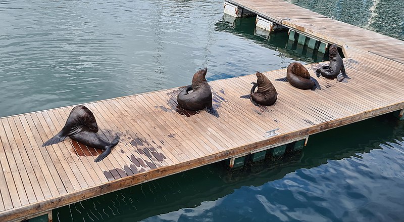 File:Brown Fur Seals (Arctocephalus pusillus) (Photo JC PLE) (52686293102).jpg