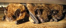 Brown bats.jpg