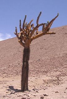 Browningieae Tribe of cacti