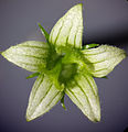 Female flower, variant with two styli, ~ 14 times enlarged