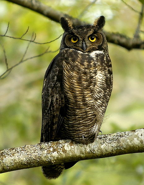 File:Bubo virginianus -Reifel Migratory Bird Sanctuary-8.jpg