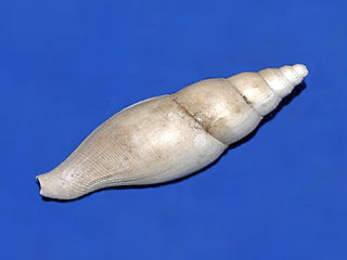 <i>Metula</i> (gastropod) genus of large sea snails