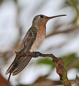 Rusty-breasted leucippus