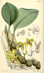 Bulbophyllum psittacoglossum üçün miniatür