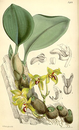 <i>Bulbophyllum psittacoglossum</i> Species of orchid