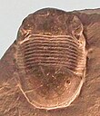 Fossil of the Early Ordovician-Silurian trilobite Bumastus Bumastus ioxus cropped.jpg