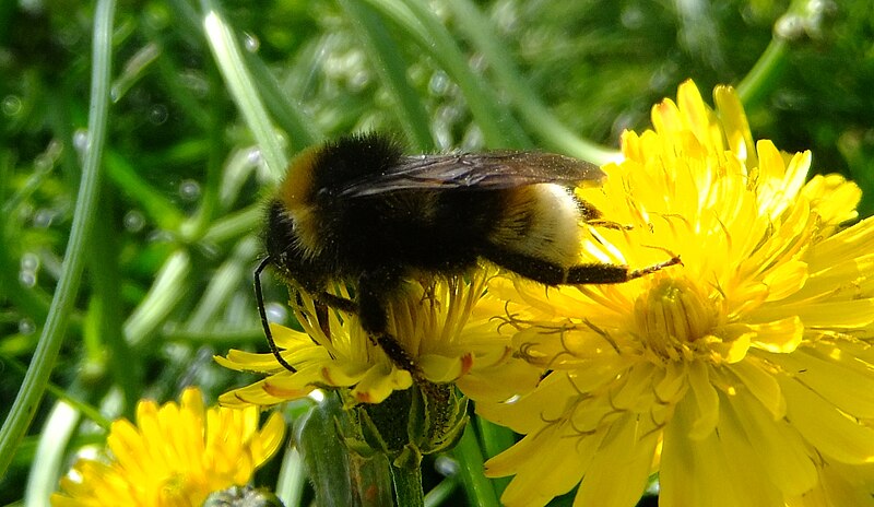 File:Bumblebee, Sandy, Bedfordshire (7182845571).jpg