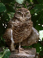 Burrowing owl (Athene cunicularia) Burrowing Owl3.jpg