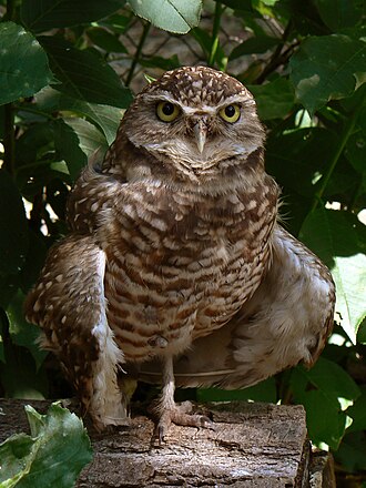 The A. c. hypugaea or northern burrowing owl that is the namesake of the winery. Burrowing Owl3.jpg