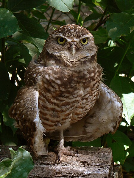 File:Burrowing Owl3.jpg