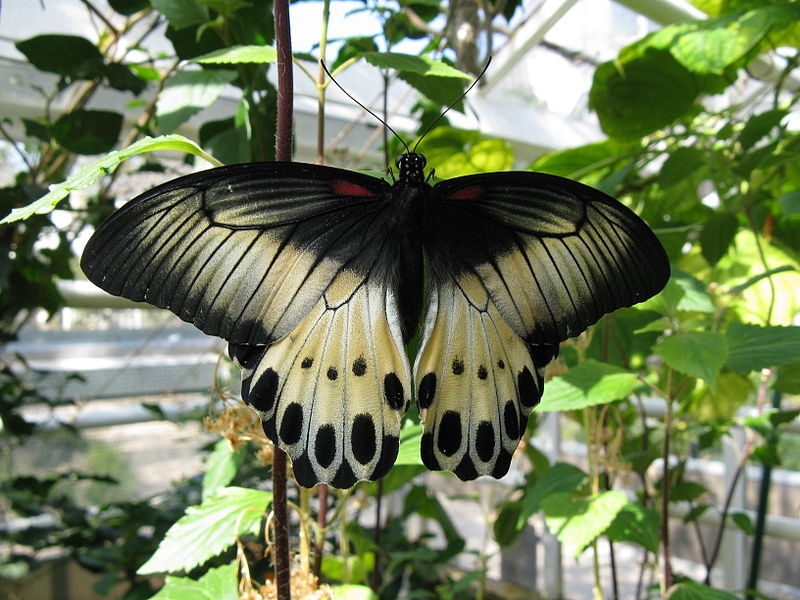 File:Butterfly-IMG 1560.JPG