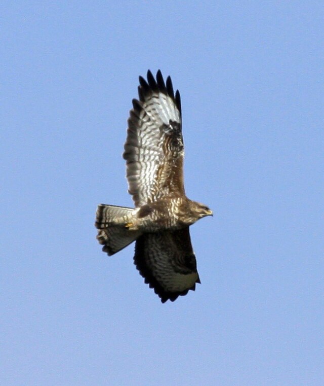 Common buzzard - Wikipedia