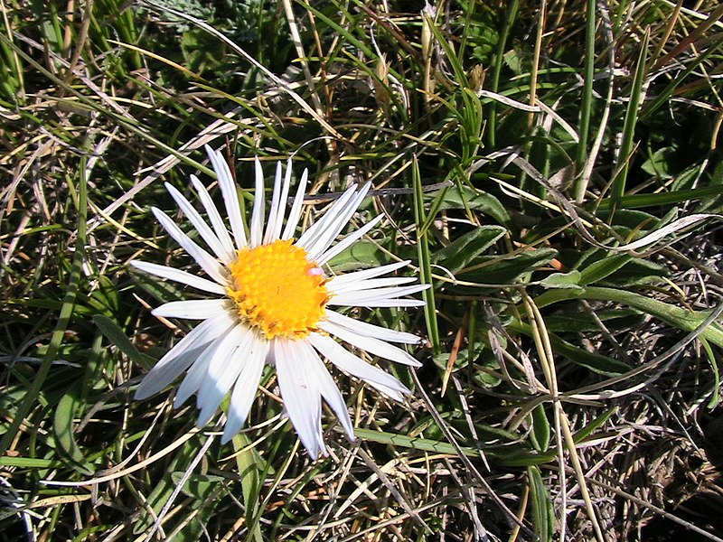 File:CARLINA ACAULIS - BÒFIA - IB-393 (Carlina acaule).JPG