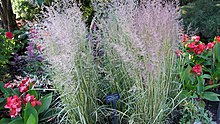 CBG Circle Gdn - Calamagrostis x acutiflora 'Eldorado', Canna 'Cannova Red Shades', Agastache 'Tutti-Frutti' 150627 (20326371402).jpg