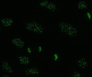 <span class="mw-page-title-main">Anti-centromere antibodies</span> Type of autoantibody