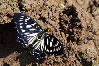 <i>Euripus nyctelius</i> Species of butterfly