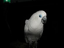 Cacatua ophthalmica -Vogelpark Walsrode-6a.jpg