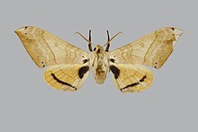 Cadiouclanis bianchii BMNHE813738 male up.jpg