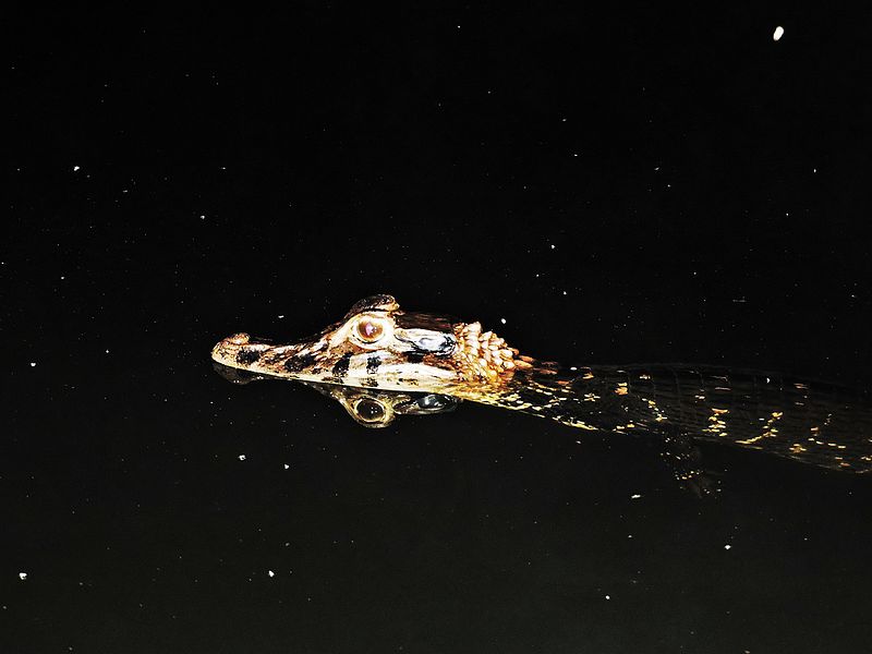 File:Caiman yacare juvenil (Chalalan).jpg