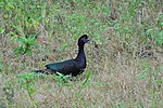 Miniatura para Cairina moschata