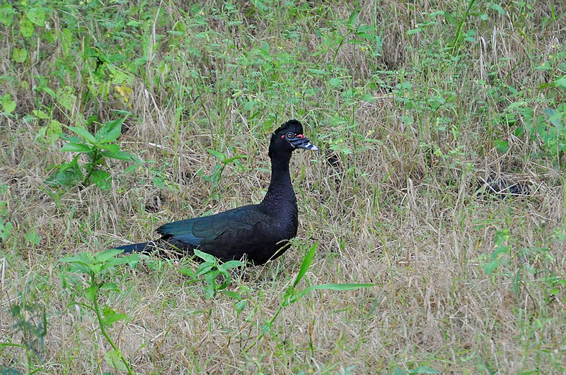 File:Cairina moschata -Uarini, Amazonas, Brasil-8.jpg