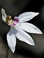 Caladenia maritima