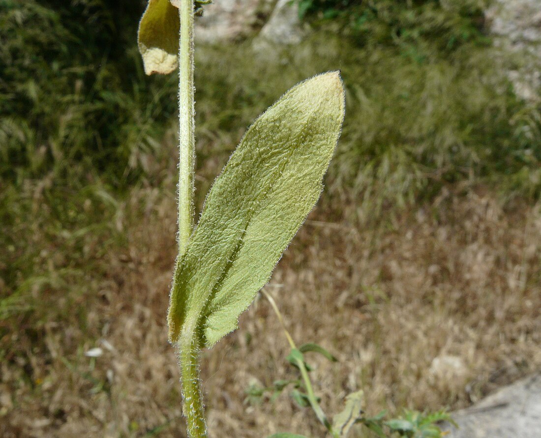 File:Calendula arvensis leaf (04).jpg