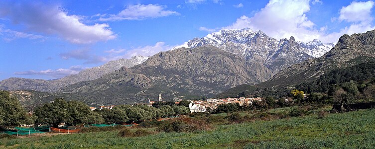 Olive harvest, Monte Grosso