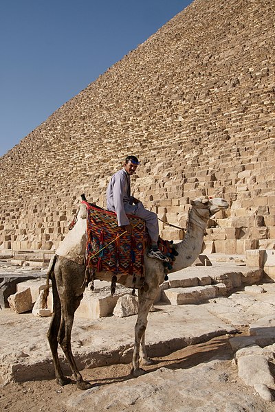 File:Camel and it's rider in Giza.jpg