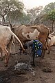 Campamento de ganado de la tribu Mundari, Terekeka, Sudán del Sur, 2024-01-29, DD 40
