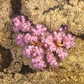 Cangrejo Paladín Carmesí (Trapezia cymodoce) en coral (Pocillopora verrucosa).