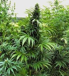 Cannabis indica.jpg