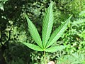 Cannabis sativa on way from Gangria to Govindghat at Valley of Flowers National Park - during LGFC - VOF 2019 (7).jpg