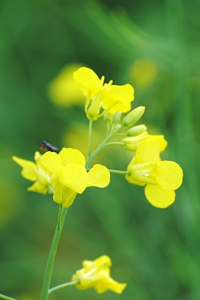 File:CanolaBlooms.JPG