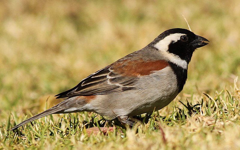 File:Cape Sparrow, Passer melanurus at Walter Sisulu National Botanical Garden, Johannesburg, South Africa (14727921265).jpg