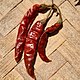 Capsicum annuum-Red Chilli Pepper 02.jpg