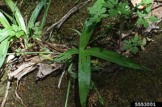 <i>Carex albursina</i> Species of grass-like plant