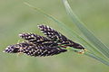 Carex atrata