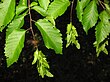 Carpinus caroliniana 3.JPG