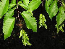 Fruiting branch