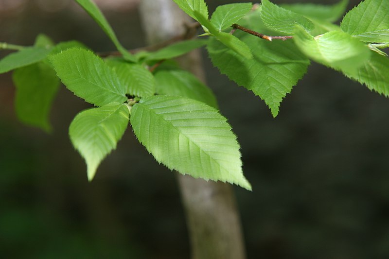 File:Carpinus caroliniana 42zz.jpg